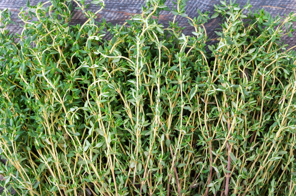 Thyme background