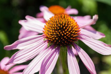 Echinacea Purpurea çiçek Bahçe