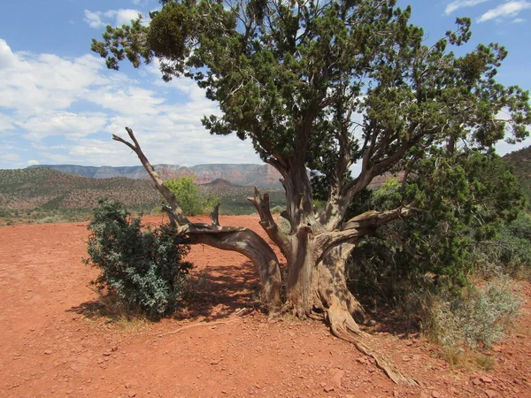 Sedona的老Juniper树 — 图库照片