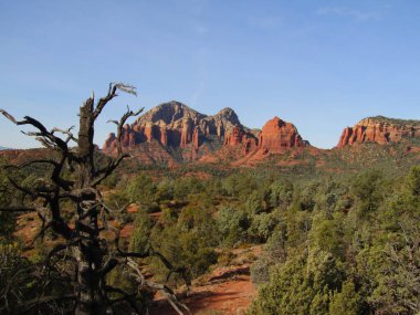 Sedona ağaçlı kırmızı kaya manzarası