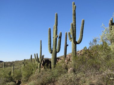 Arizona çölünde Saguaros