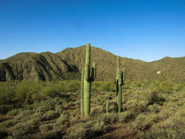 亚利桑那州沙漠中的Saguaro仙人掌 — 图库照片