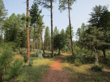 Uzun çam ağaçlarında yürüyüş patikaları.