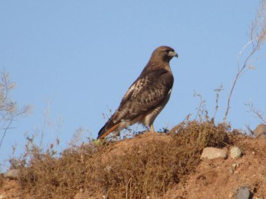 Kızıl kuyruklu şahin avlanıyor.