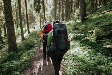 Sonbahar doğasında orman patikalarında yürüyüş yapan çiftler kampa sırt çantalarıyla gidiyorlar. Kadın ve erkek dağda yokuş yukarı yürüyorlar. 
