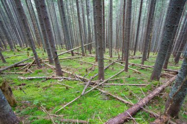 Ormanda devrilmiş ağaçlar