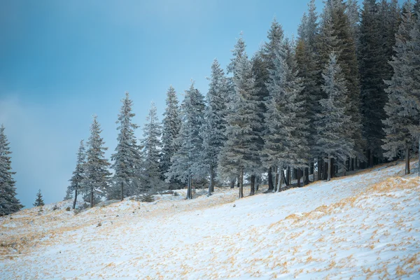 Floresta Árvore de Abeto Coberto por Neve — Fotografia de Stock