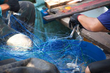 Mavi yüzen yengeçleri fileden çıkaran balıkçıların resmi..