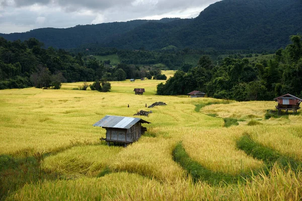 Die Schöne Landschaft Des Goldenen Reisterrassenfeldes Khun Pae Chiang Mai — Stockfoto