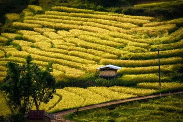 Красивый Пейзаж Золотого Терракотового Рисового Поля Хун Чианг Мбай Таиланд — стоковое фото