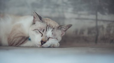 Rahat uyuyan bir kedi yavrusu..