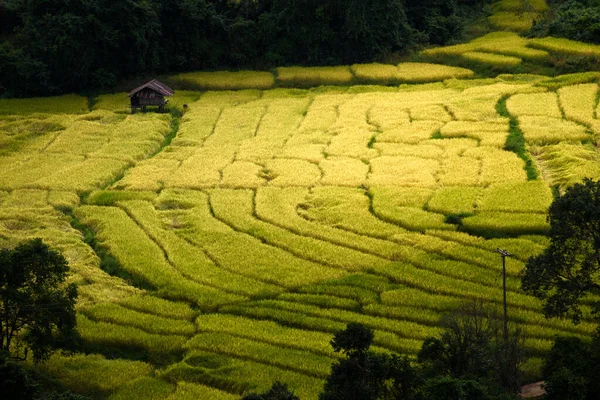 Die Schöne Landschaft Des Goldenen Reisterrassenfeldes Khun Pae Chiang Mai — Stockfoto