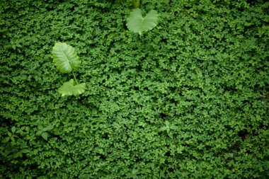 Yeşil taro ya da Fil kulak yaprakları (Colocasia türleri) yeşil çayırlar arasında yetişen tropikal yaprak bitkisi..