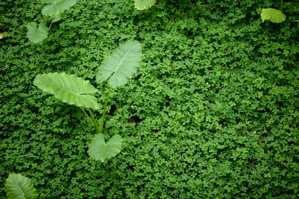 緑のタロイモまたは象の耳の葉 コロシア種 緑の草原の間で成長する熱帯の葉植物 — ストック写真