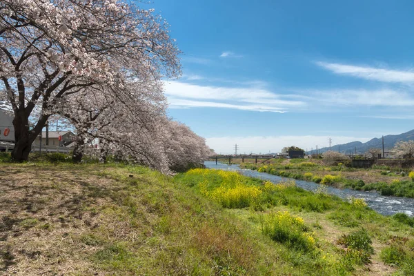 Ryuganbuchi 'de kiraz ağaçları, Fuji Şehri, Shizuoka Bölgesi.