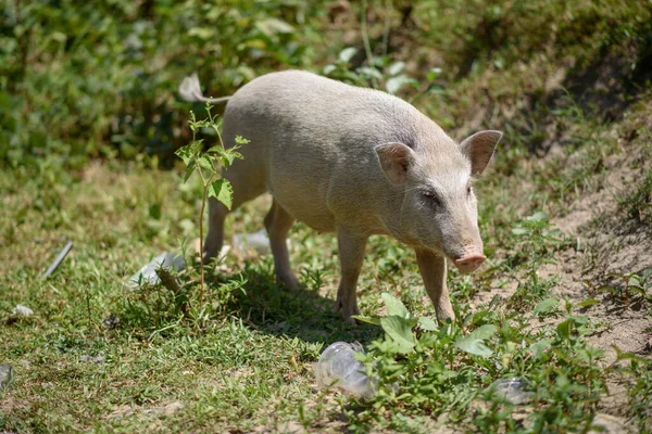 Scenery White Wild Boar Finding Food Garbage Field Humans Have — Stock Photo, Image