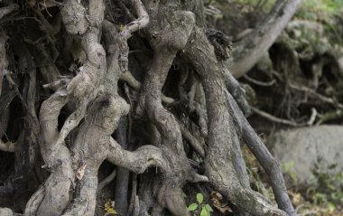 düğümlü kökleri 