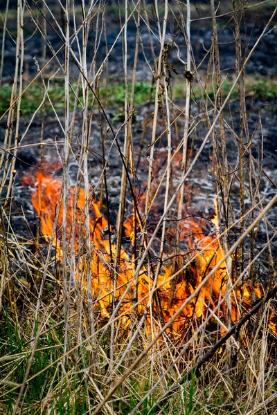 Καύση ενός πεδίου — Φωτογραφία Αρχείου