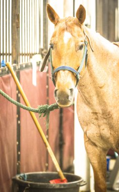 At bir Eyalet Fuarı'nda