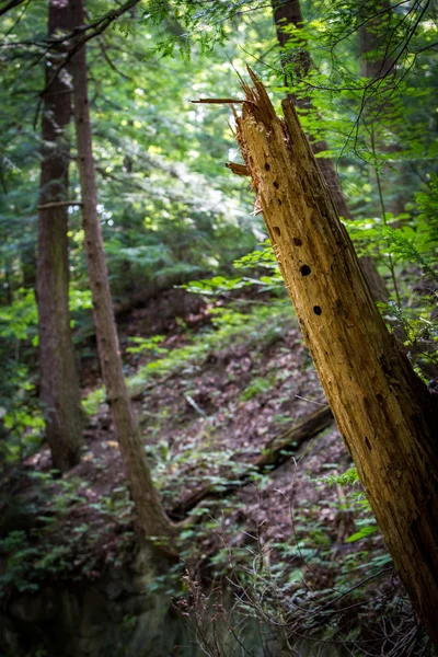 Fond forestier Images De Stock Libres De Droits