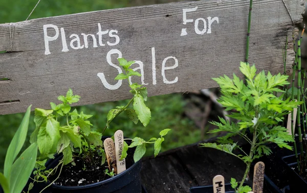 Plantes à vendre Images De Stock Libres De Droits