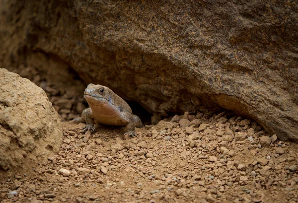 Lézard Images De Stock Libres De Droits