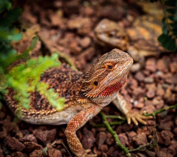 Dragon barbu Images De Stock Libres De Droits