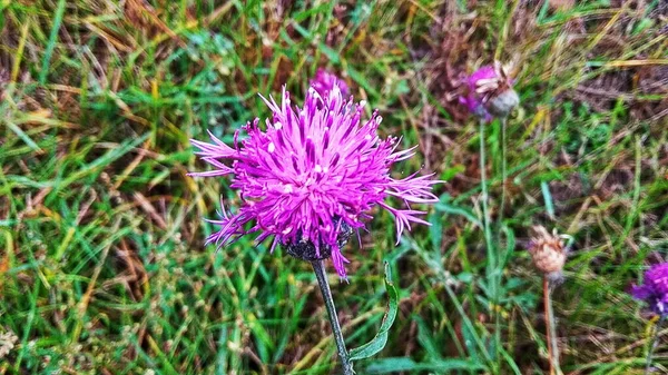 Verano Mediodía Naturaleza Toda Gloria Brillantes Flores Hermosas Crecen Prado —  Fotos de Stock