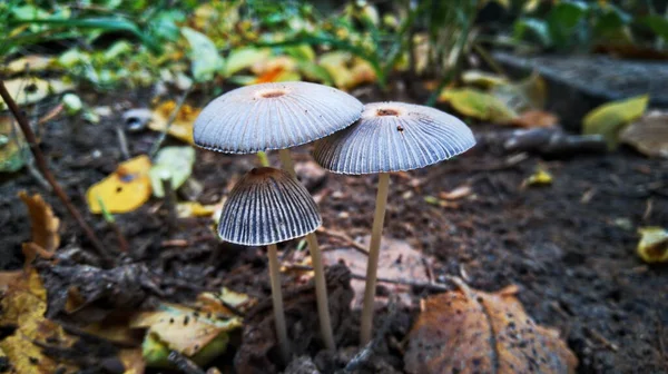 Nature Summer Day Mushrooms Have Grown Look Family Dad Mom — Stock Photo, Image