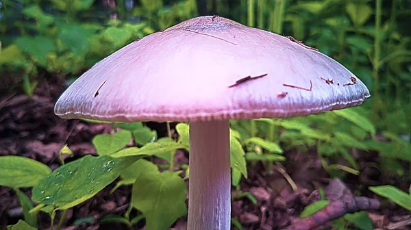 Nach Einem Regen Wie Hier Wuchsen Pilze Wald Auf Blättern — Stockfoto