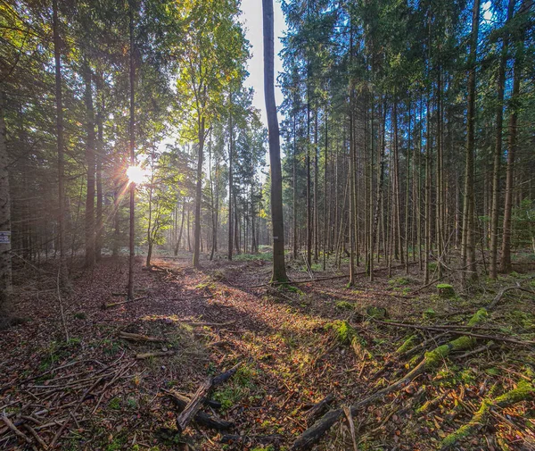 薄日の下に立つ森と光の混じった森の写真 — ストック写真