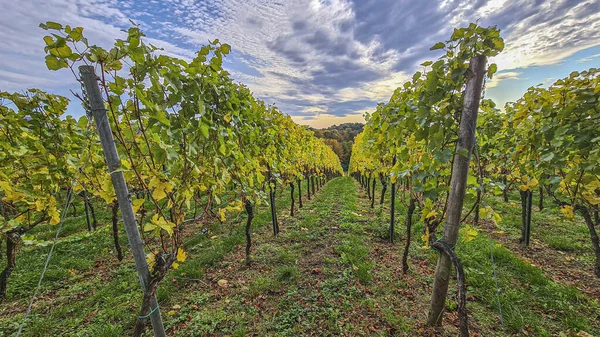 Imagen de vides en un viñedo a la hora de la tarde en otoño con cielo contrastante — Foto de Stock