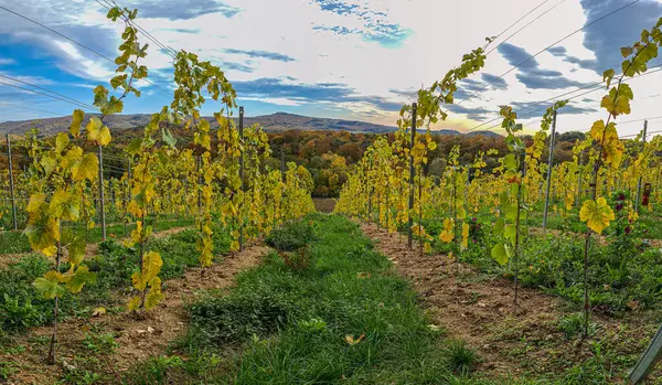 Foto van wijnstokken in een wijngaard 's avonds in de herfst met contrasterende lucht — Stockfoto