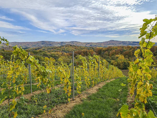 Imagen de vides en un viñedo a la hora de la tarde en otoño con cielo contrastante — Foto de Stock