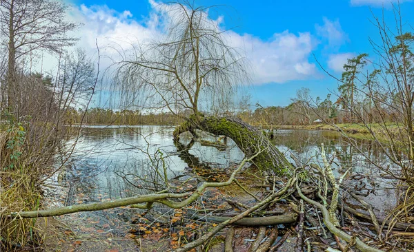 Foto van een omgevallen boom die overdag in een meer viel — Stockfoto