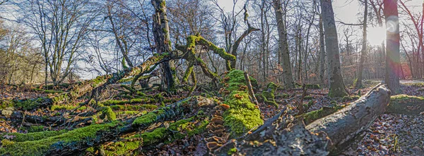 Troncs d'arbres verdoyants et mousseux aux champignons jaunes brillants dans une forêt — Photo