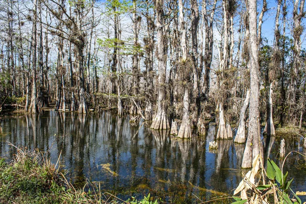 Imagem Crescimento Árvores Nos Pântanos Parque Nacional Everglades Flórida Durante — Fotografia de Stock