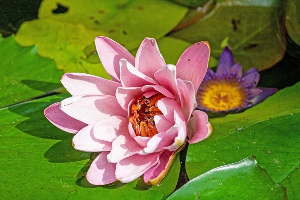 Primer Plano Una Flor Lirio Agua Rosa Estanque Tailandia Durante —  Fotos de Stock