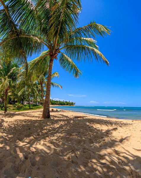 Vista Panorámica Interminable Desierta Playa Praia Forte Provincia Brasileña Bahía — Foto de Stock