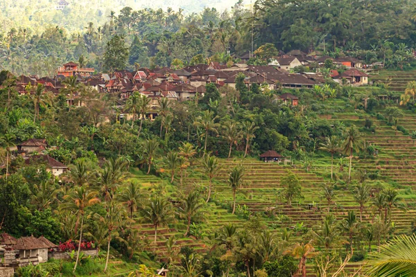 Vista Sobre Las Típicas Terrazas Arroz Isla Bali Indonesia Durante — Foto de Stock