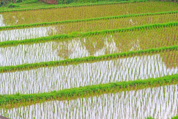 View Typical Rice Terraces Island Bali Indonesia Daytime — Stock Photo, Image