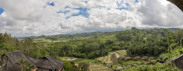 Gündüz Vakti Endonezya Nın Bali Adasındaki Tipik Pirinç Teraslarına Bakın — Stok fotoğraf