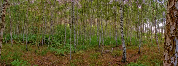 Pohled Přes Kmeny Hustého Nedotčeného Břízového Lesa Během Dne — Stock fotografie