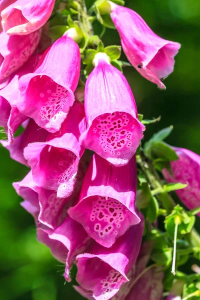 Close Purple Colored Flowers Poisonous Foxglove Sunlight — Stock Photo, Image