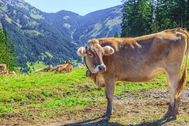 Gün ışığında dağlarda otlakta bir ineğin portresi.