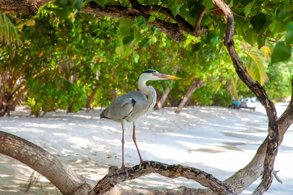 Porträt Eines Reihers Aufgenommen Der Abenddämmerung Strand Der Malediven — Stockfoto