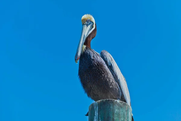 Portrait Pelican Sitting Pole Watching Surroundings Daytime — Stock Photo, Image