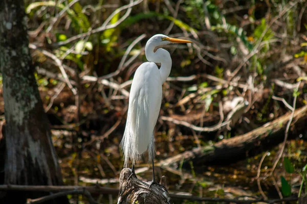 Close Uma Garça Nos Pântanos Dos Everglades Flórida Tomadas Durante — Fotografia de Stock