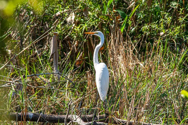 Primer Plano Una Garza Los Pantanos Los Everglades Florida Tomada —  Fotos de Stock