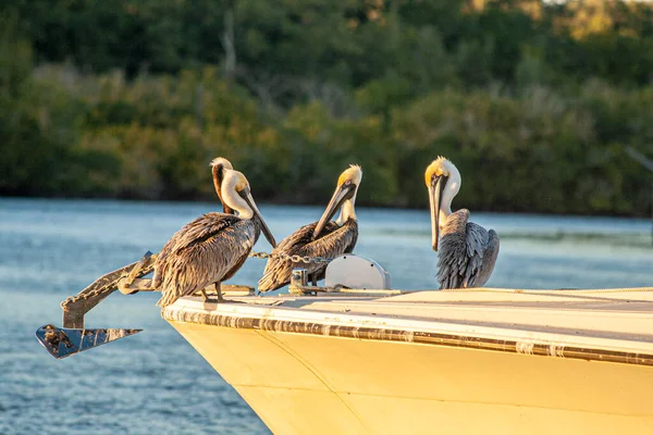 Bild Einer Gruppe Pelikane Die Abends Auf Einem Boot Sitzen — Stockfoto
